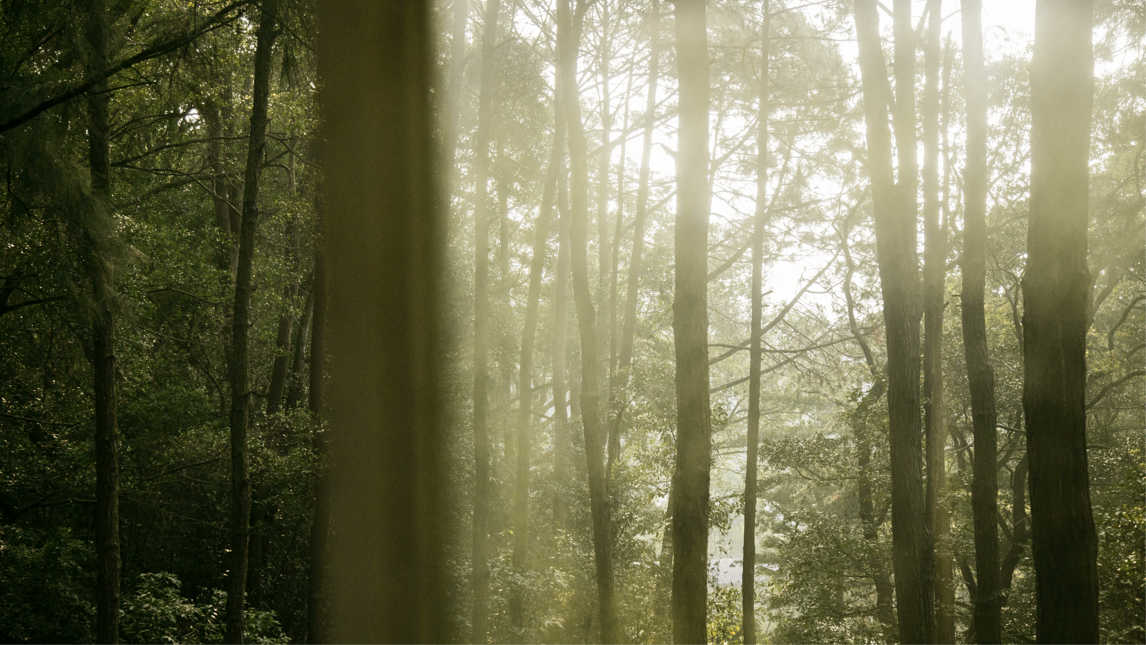 Traces of Time in Wood