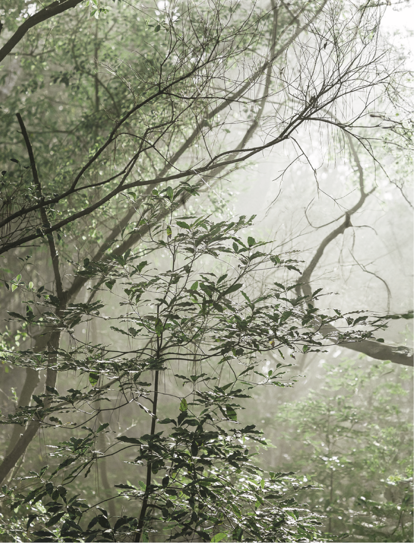 A GREEN PATHWAY