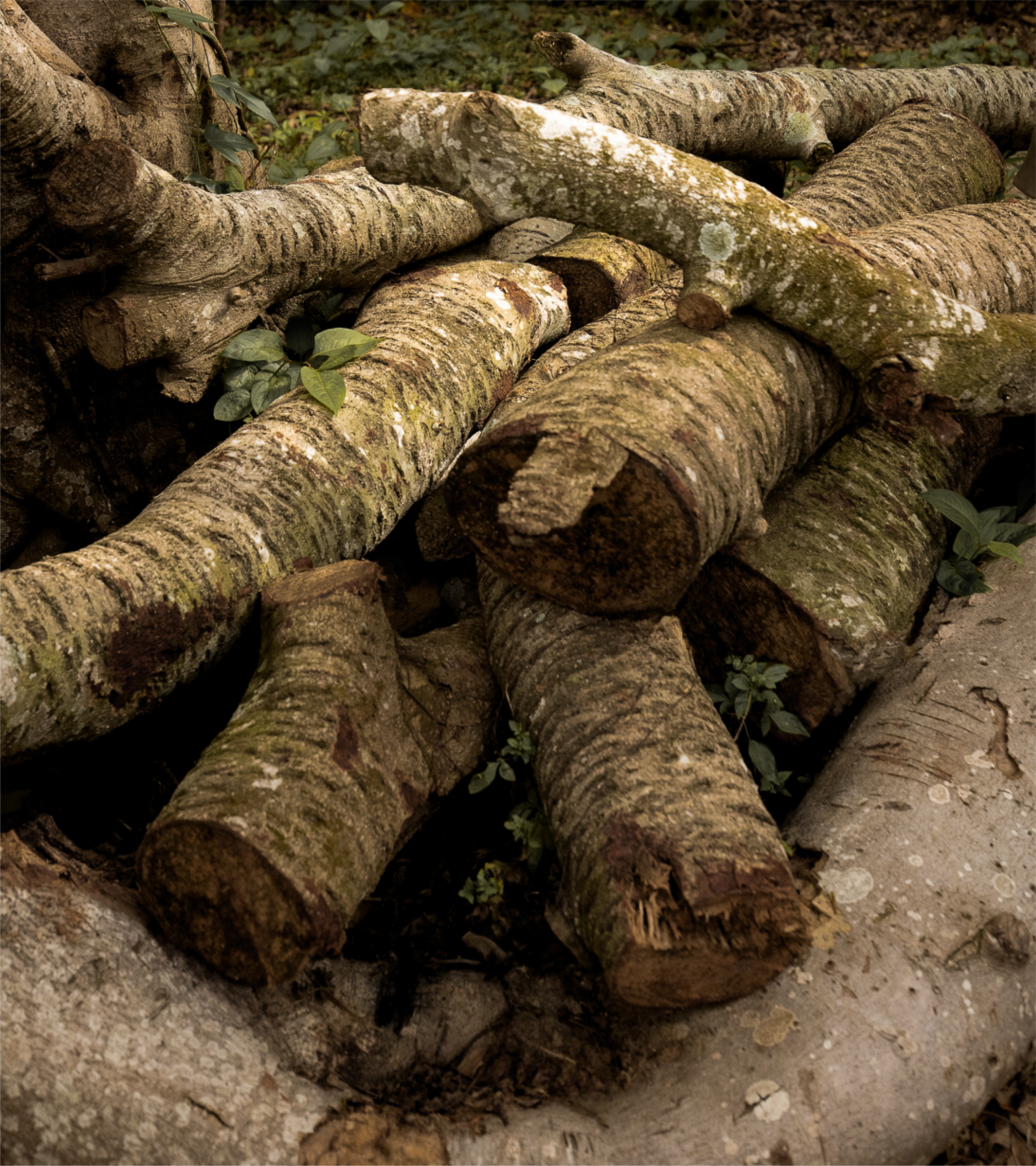 Lightness with Strength